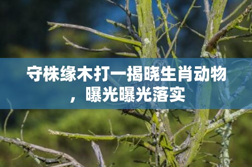 守株缘木打一揭晓生肖动物，曝光曝光落实