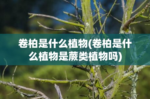 卷柏是什么植物(卷柏是什么植物是蕨类植物吗)