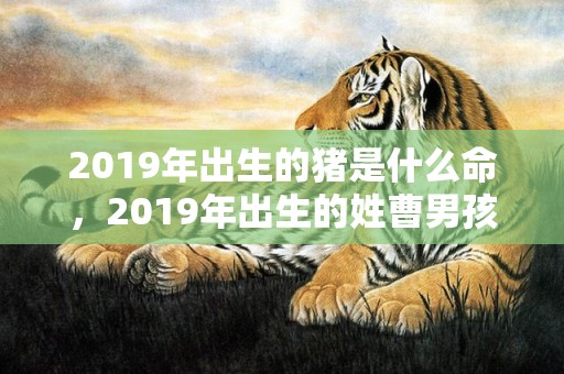 2019年出生的猪是什么命，2019年出生的姓曹男孩如何起名，宜用什么字