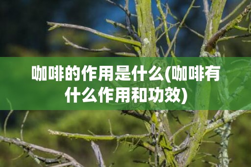 咖啡的作用是什么(咖啡有什么作用和功效)