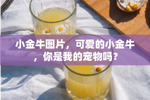 小金牛图片，可爱的小金牛，你是我的宠物吗？