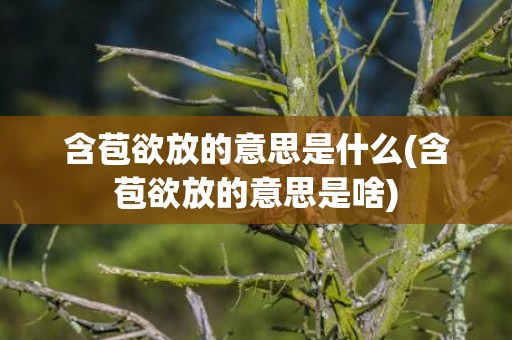 含苞欲放的意思是什么(含苞欲放的意思是啥)