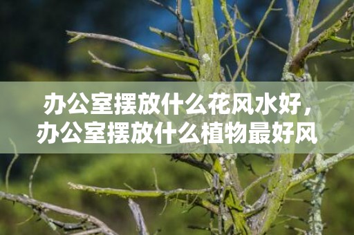 办公室摆放什么花风水好，办公室摆放什么植物最好风水